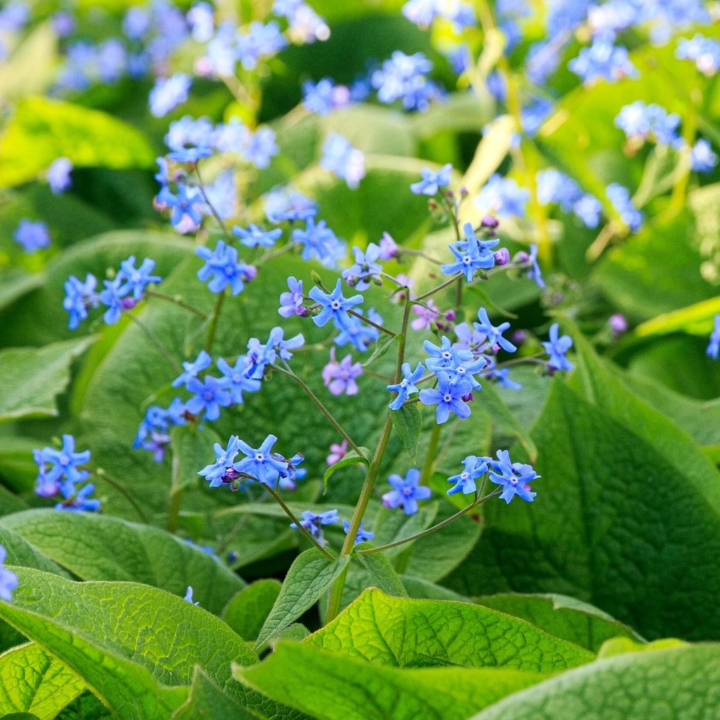 Brunnera Alexanders Great - ORG