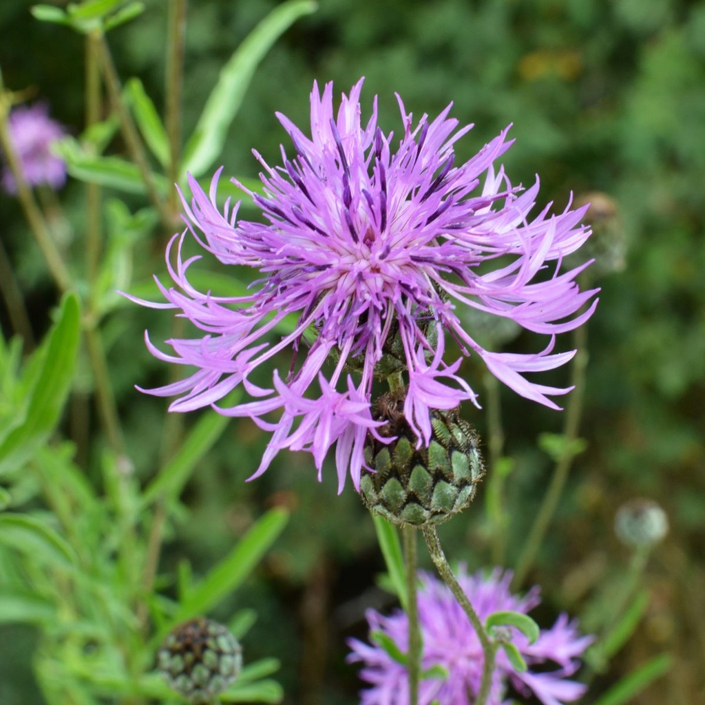 Centaurea Scabiosa - ORG