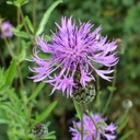 Centaurea Scabiosa - BIO