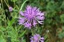 Centaurea Scabiosa - ORG