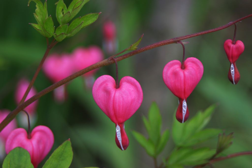 Dicentra Spectabilis - BIO