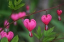 Dicentra Spectabilis - ORG