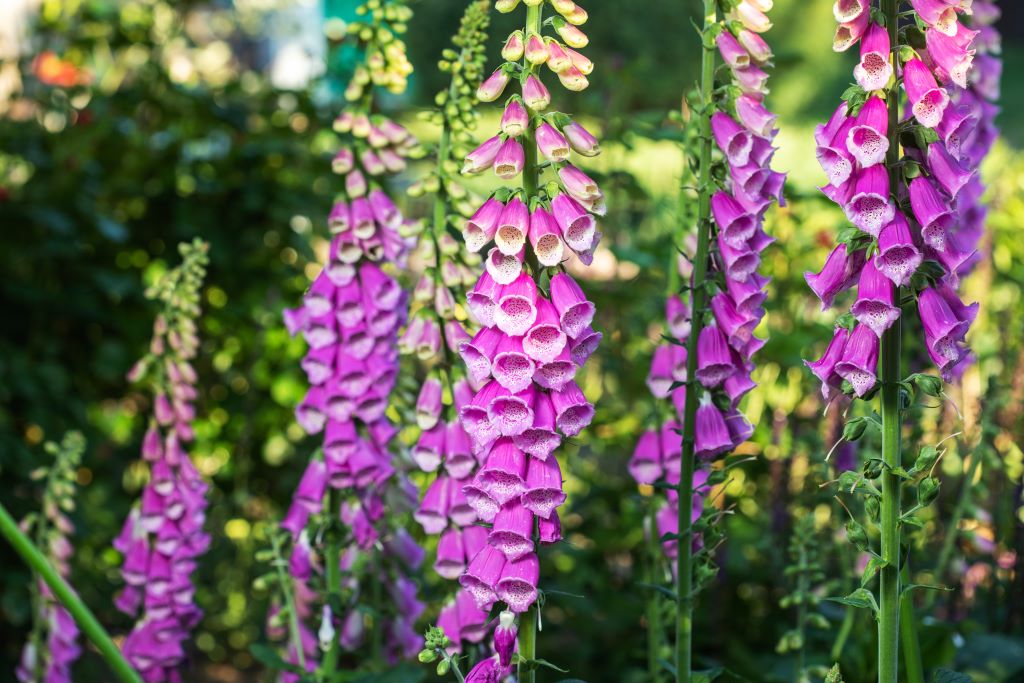 Digitalis Purpurea - ORG