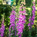 Digitalis Purpurea - BIO