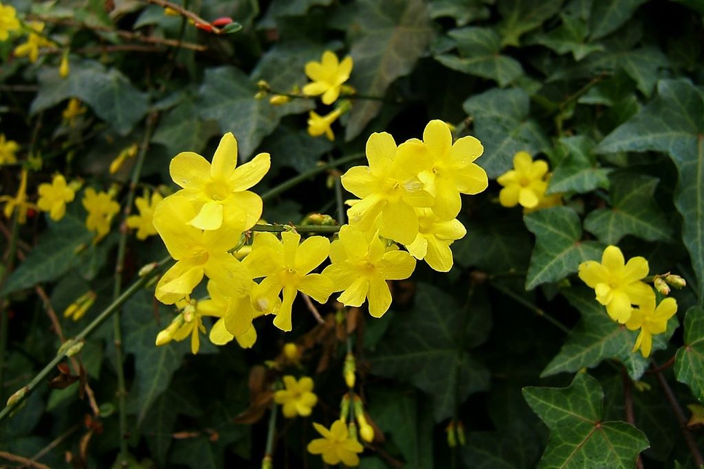 Jasminum Nudiflorum - ORG