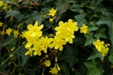 Jasminum Nudiflorum - BIO