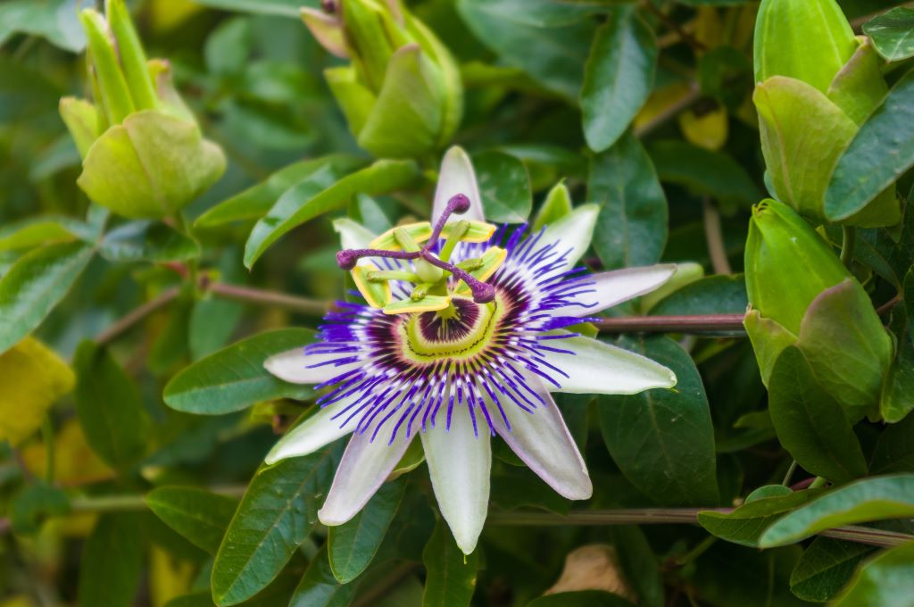 Passiflora Caerulea - BIO