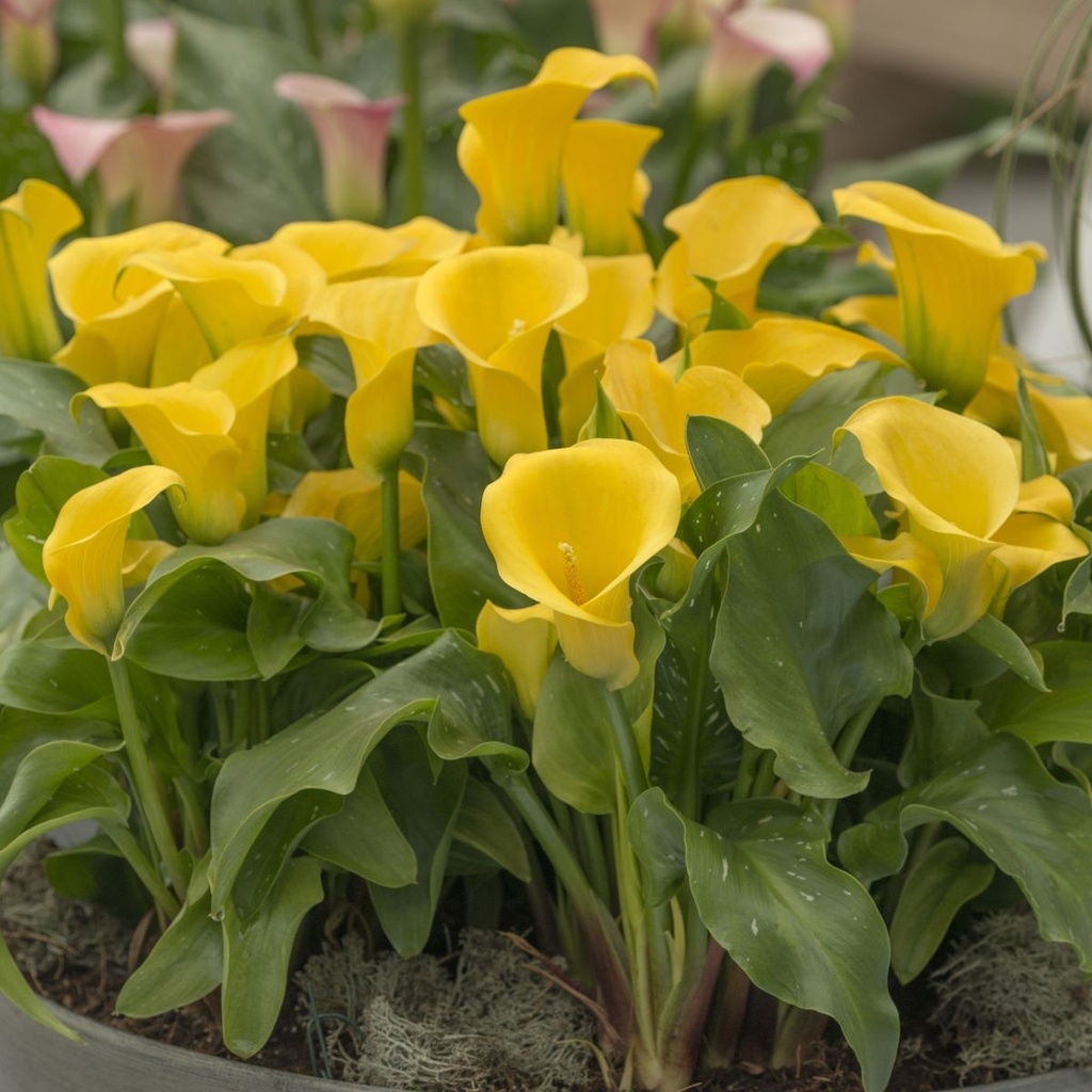 Calla yellow - ORG