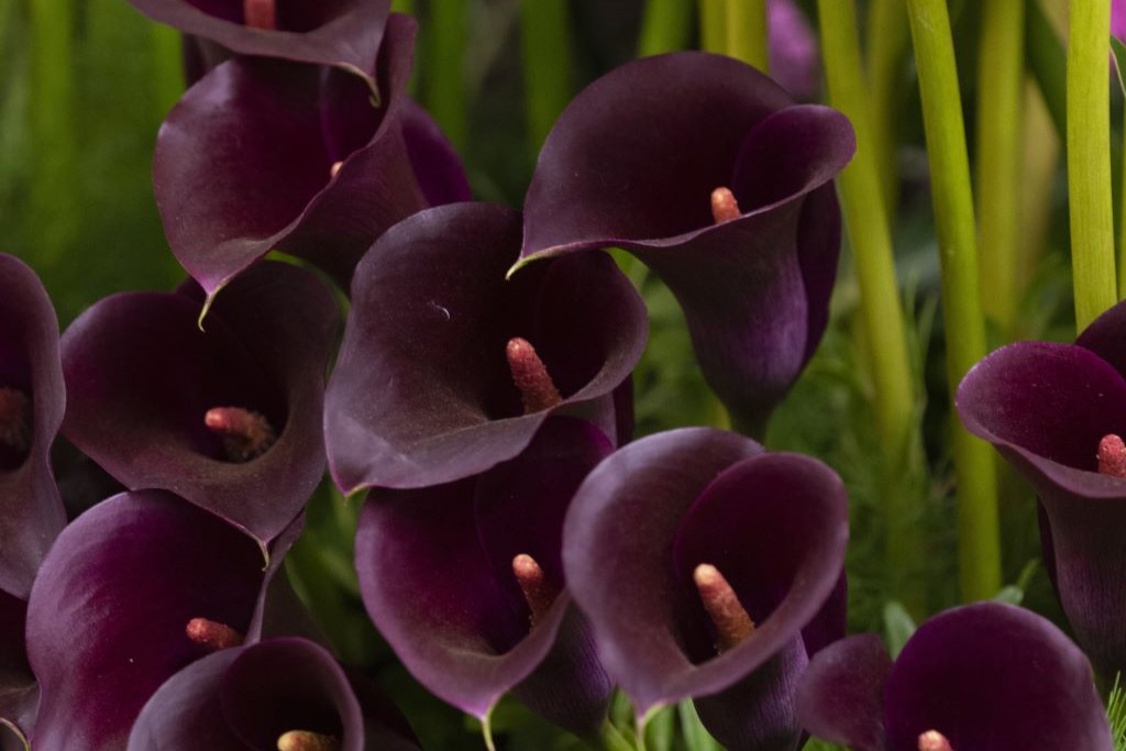 Calla Black-Purple - ORG