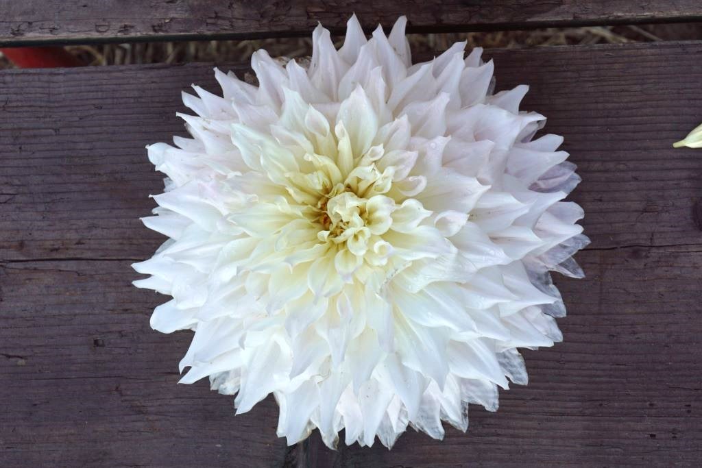 Dahlia White Perfection - BIO