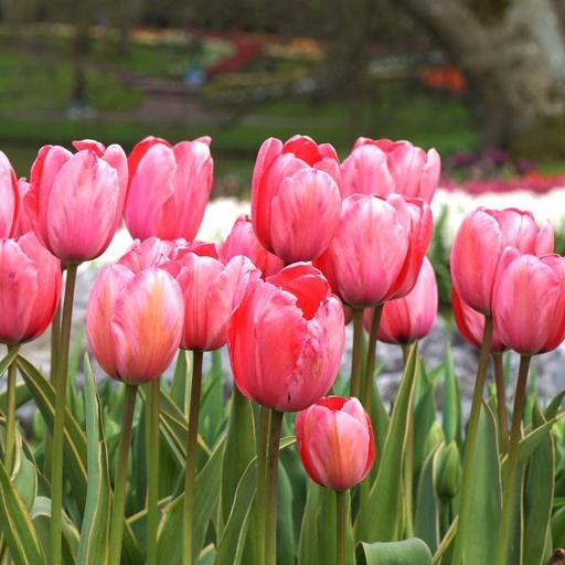 [A1131-7] Tulipa Design Impression - ORG (7 bulbs)