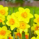 Daffodil - Narcissus Garden Opera - ORG