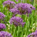 Allium Violet Beauty - Sierui - BIO
