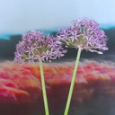 Allium Violet Beauty - Sierui - BIO