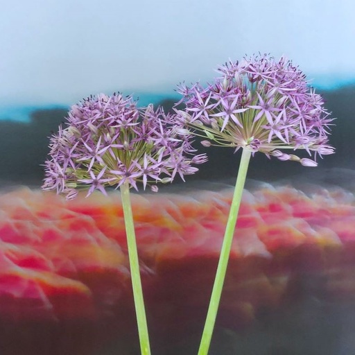 [A9064-5] Allium Violet Beauty - BIO (5 bulbes)