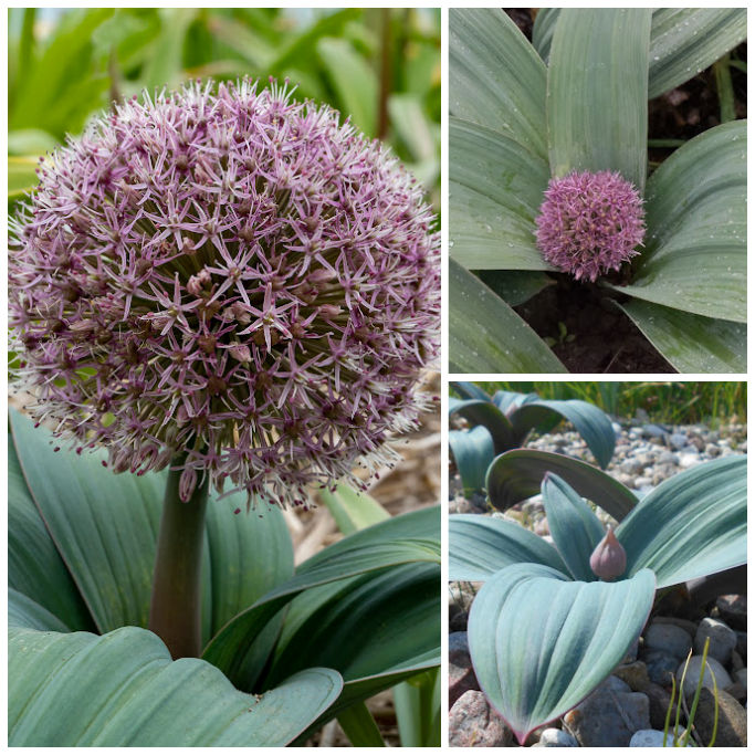 Allium Karataviense Red Giant - Sierui - BIO