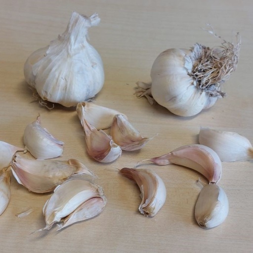 [A9066-3] Garlic Vallelado - ORG  (3 bulbs)