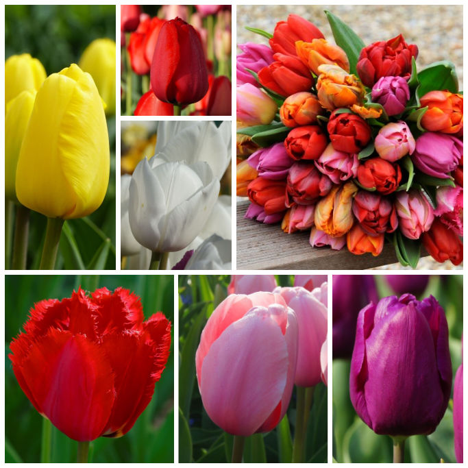 Tulipa Mix - BIO 