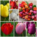 Tulipa Mix - ORG