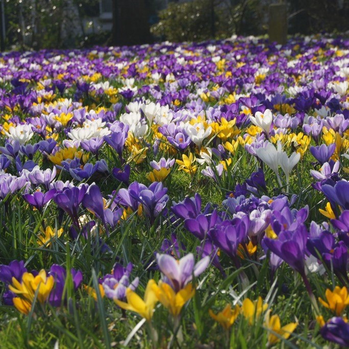 Crocus Vernus Mix - ORG