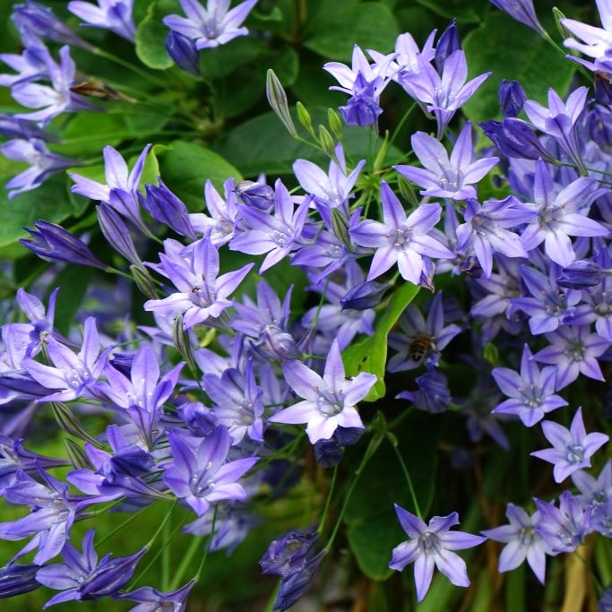 Triteleia Corrina - BIO