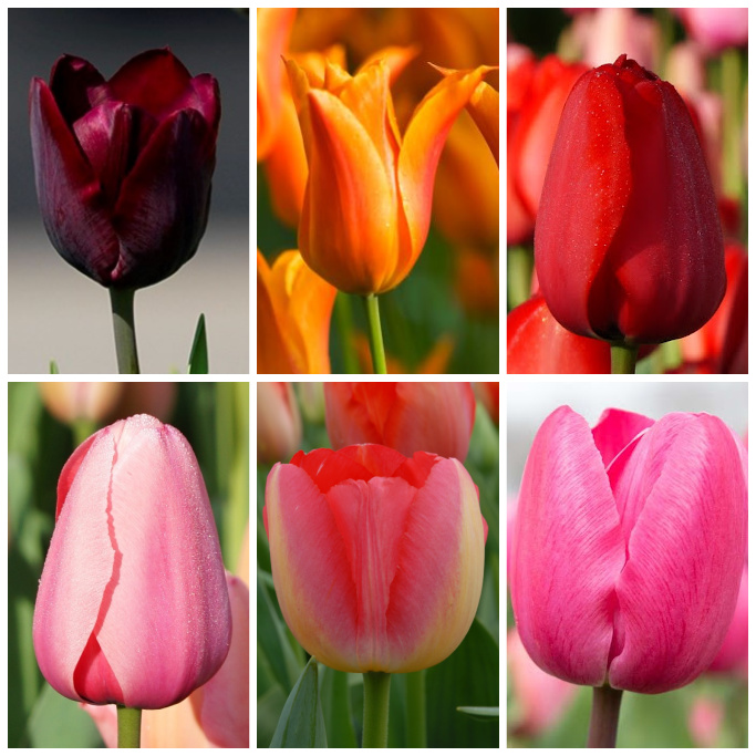 Collection Tall Tulips v5 - ORG