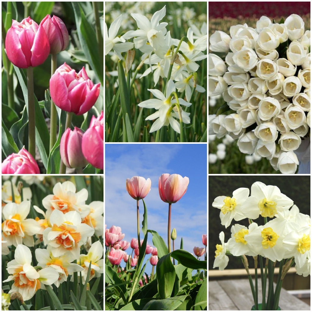 Afskårne blomsterhave - BIO