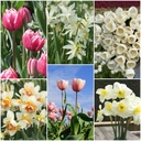 Cut flower garden - ORG