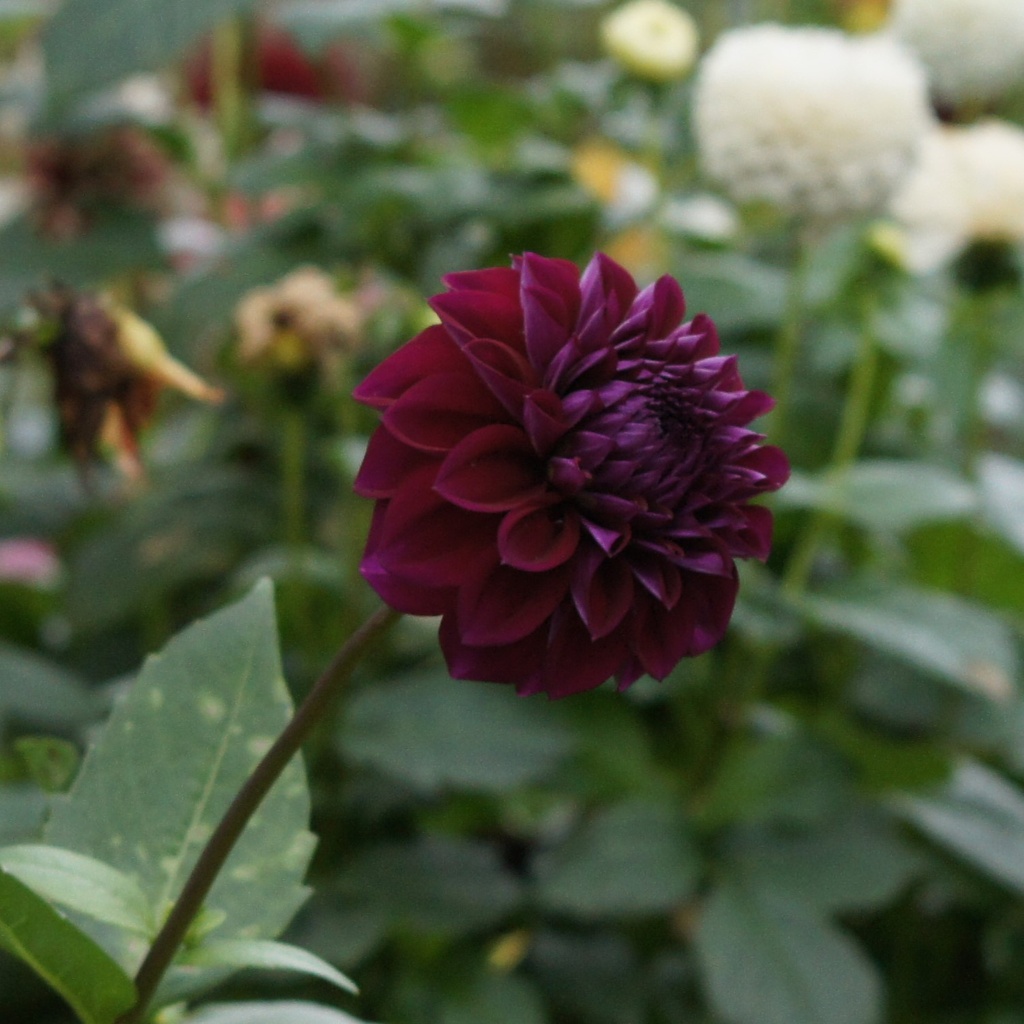 Dahlia Arabian Night - ORG