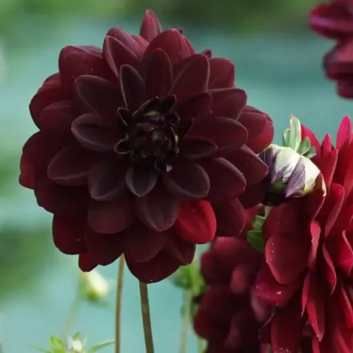 [B1047-1] Dahlia Arabian Night - ORG (1 bulb)
