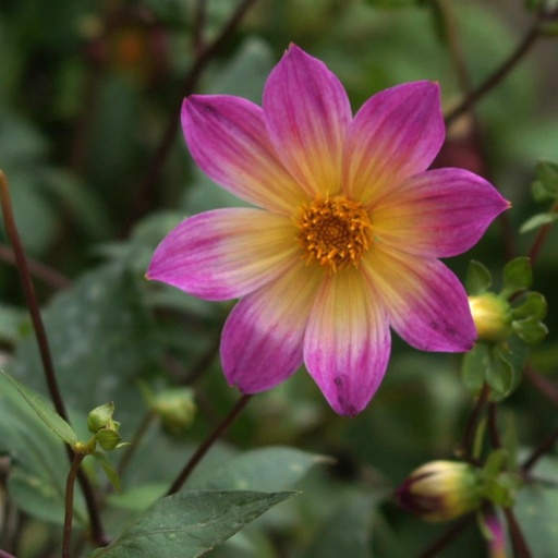 [B1048-1] Dahlia Bright Eyes -r- - BIO (1 bulb)