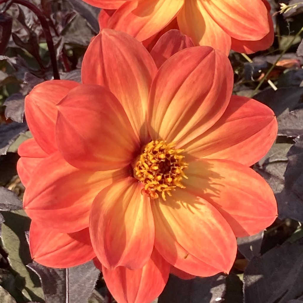 Dahlia Dreamy Sunset -tm- - BIO