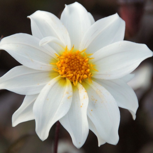 [B1050-1] Dahlia Little Swan -tm- - BIO (1 lökar)