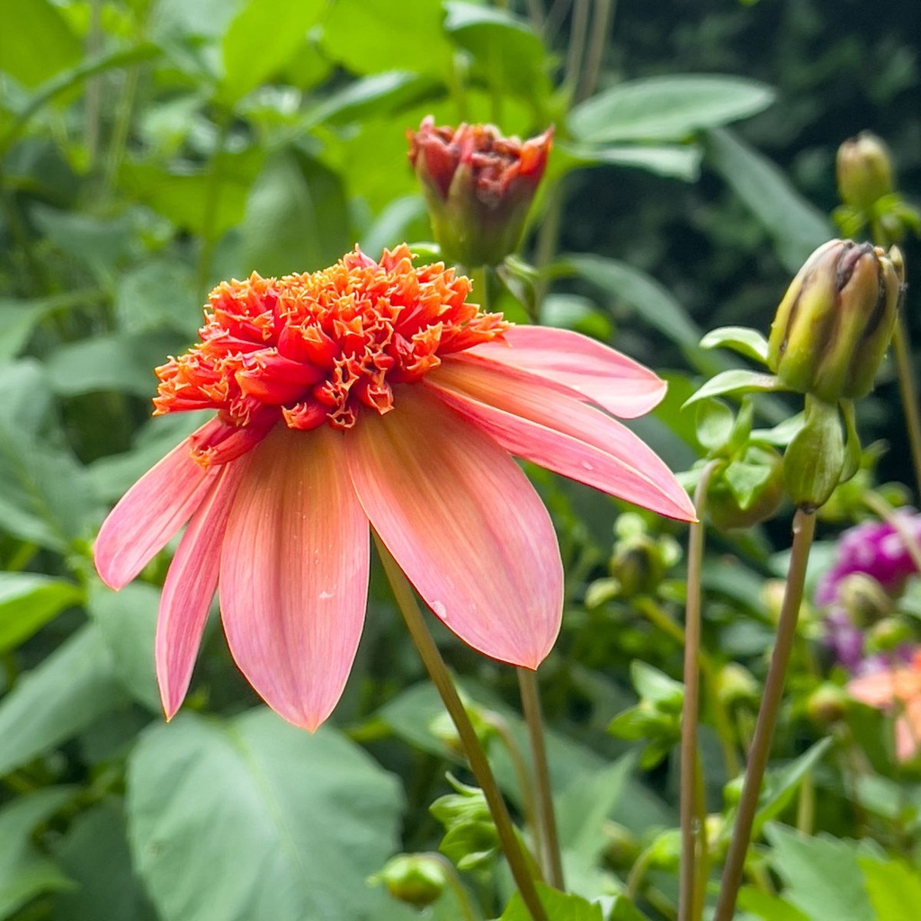 Dahlia Totally Tangerine - BIO