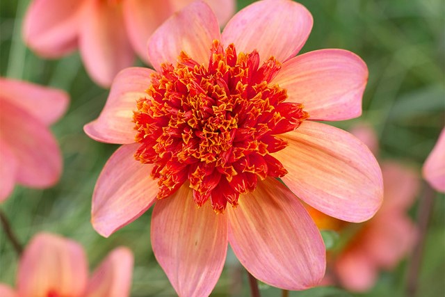 Dahlia Totally Tangerine - BIO