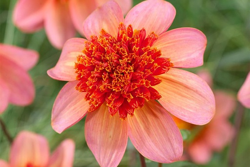 [B1051-1] Dahlia Totally Tangerine - BIO (1 bulb)