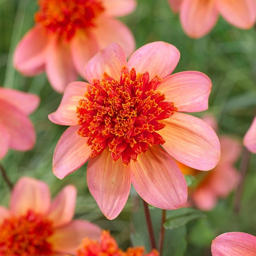 [B1051-1] Dahlia Totally Tangerine - ORG (1 bulb)