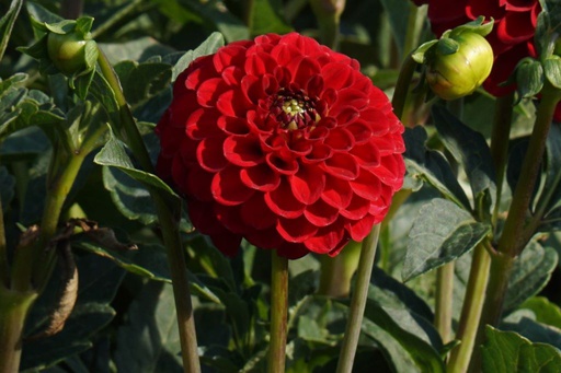 [B1052-1] Dahlia Viking - BIO (1 Zwiebel)