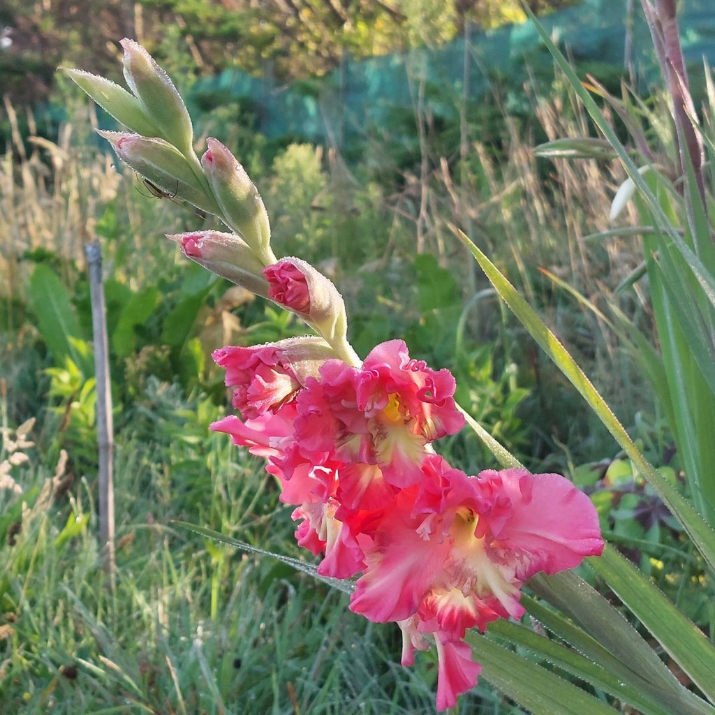 Gladiolus Mango Muse - ORG