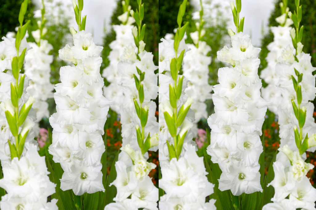 Gladiolus Essential - BIO