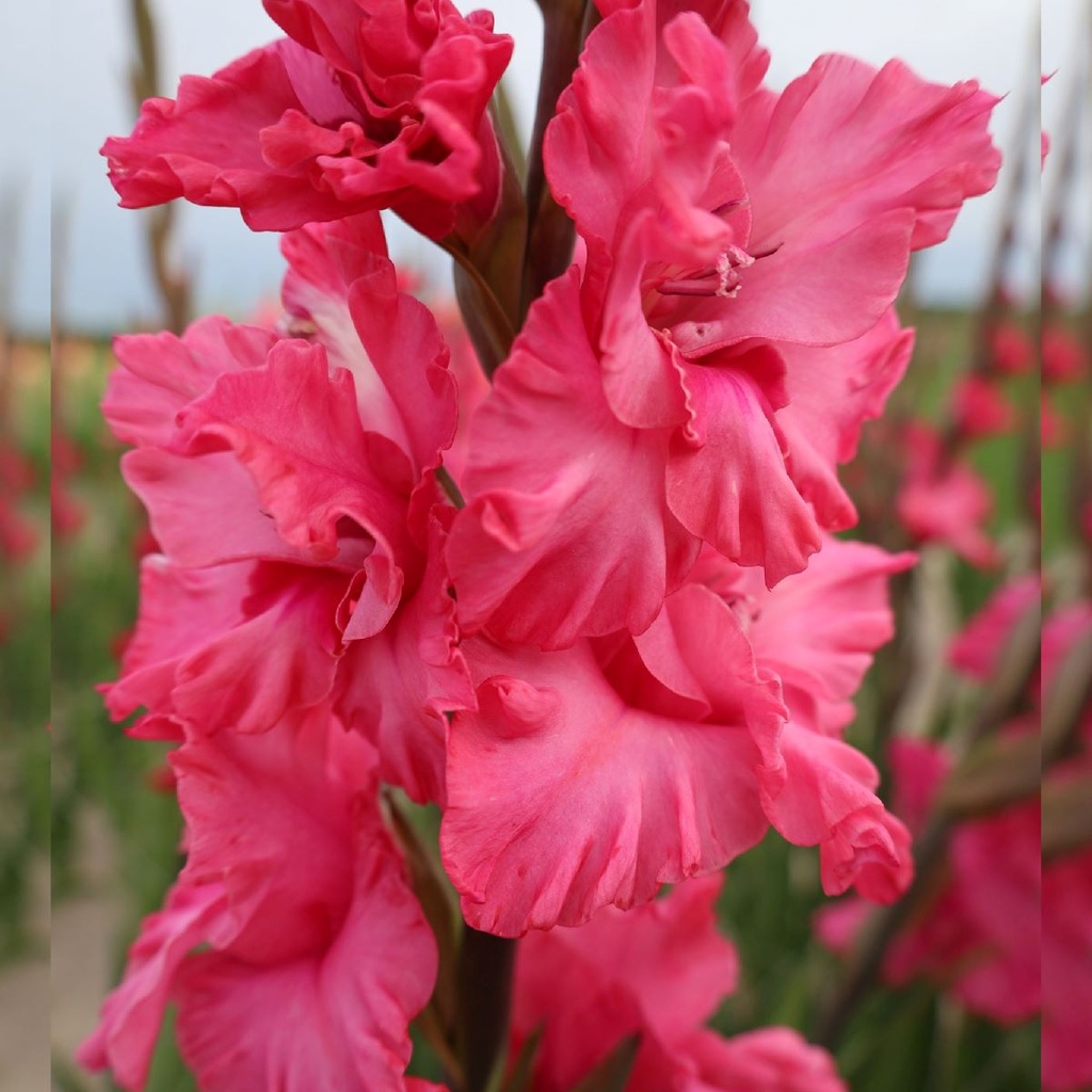 Gladiolus Kingston Ruffle - ORG