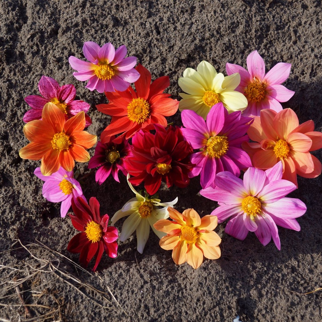 Dahlia Breeder Mix - BIO