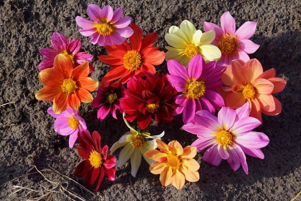 Dahlia Breeder Mix - BIO