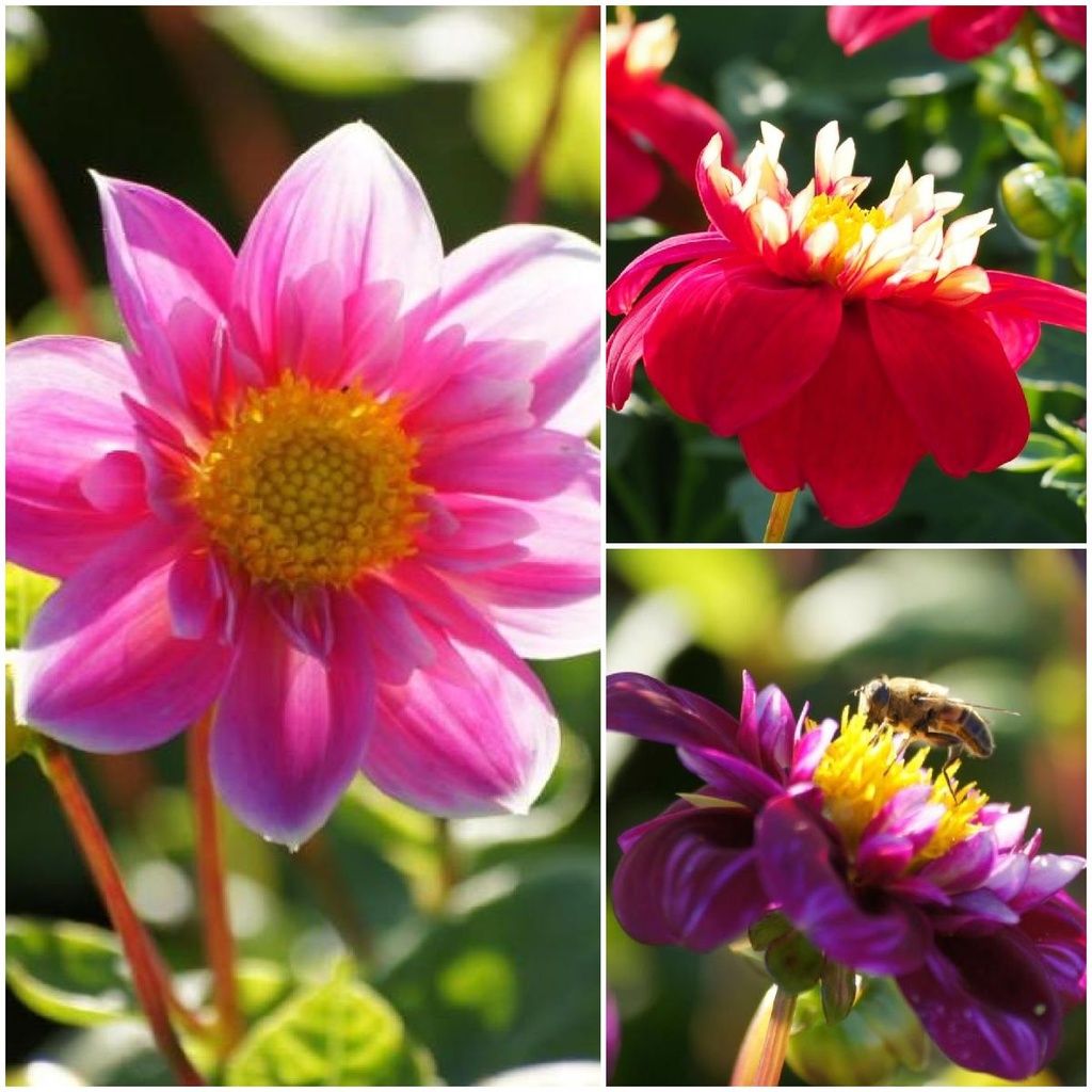 Dahlia Bee Mix Collarette - BIO