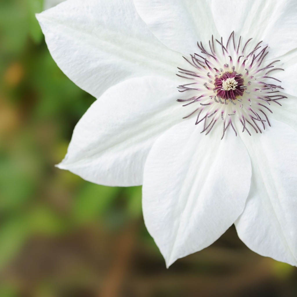 Clematis Miss Bateman - BIO