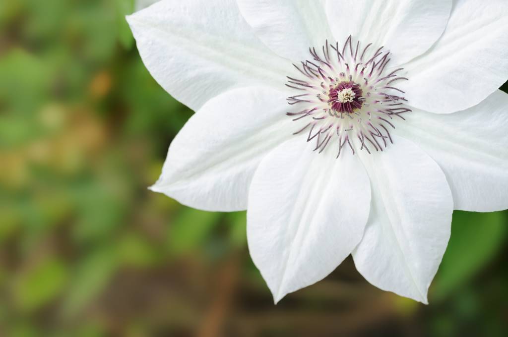 Clematis Miss Bateman - ORG