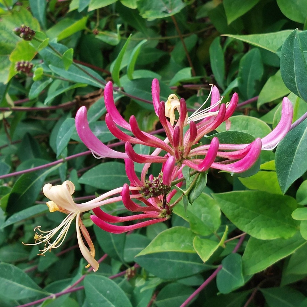 Lonicera Periclymenum - BIO