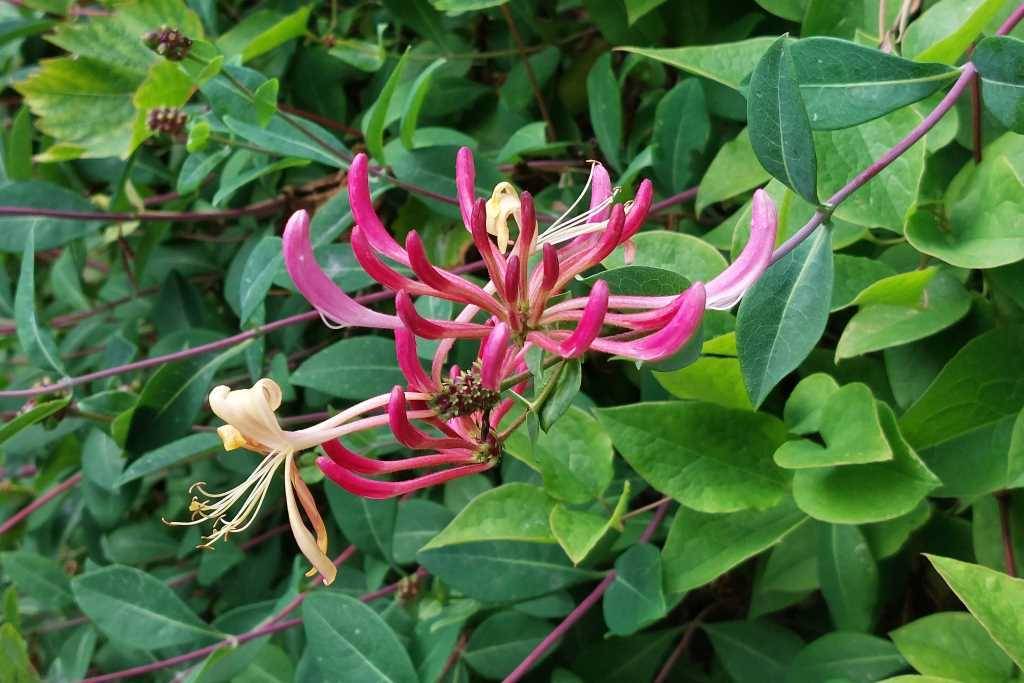 Lonicera Periclymenum - BIO