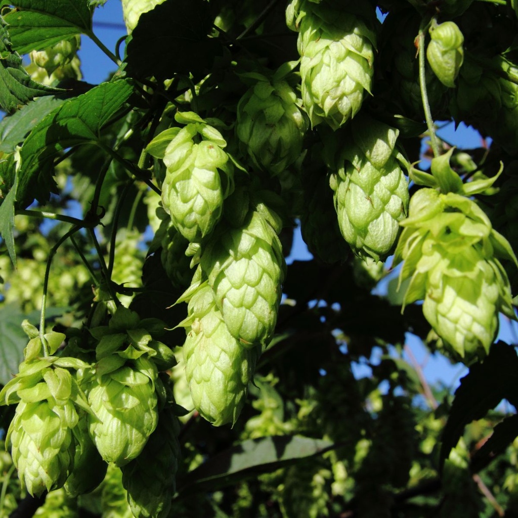 Humulus Lupulus - BIO