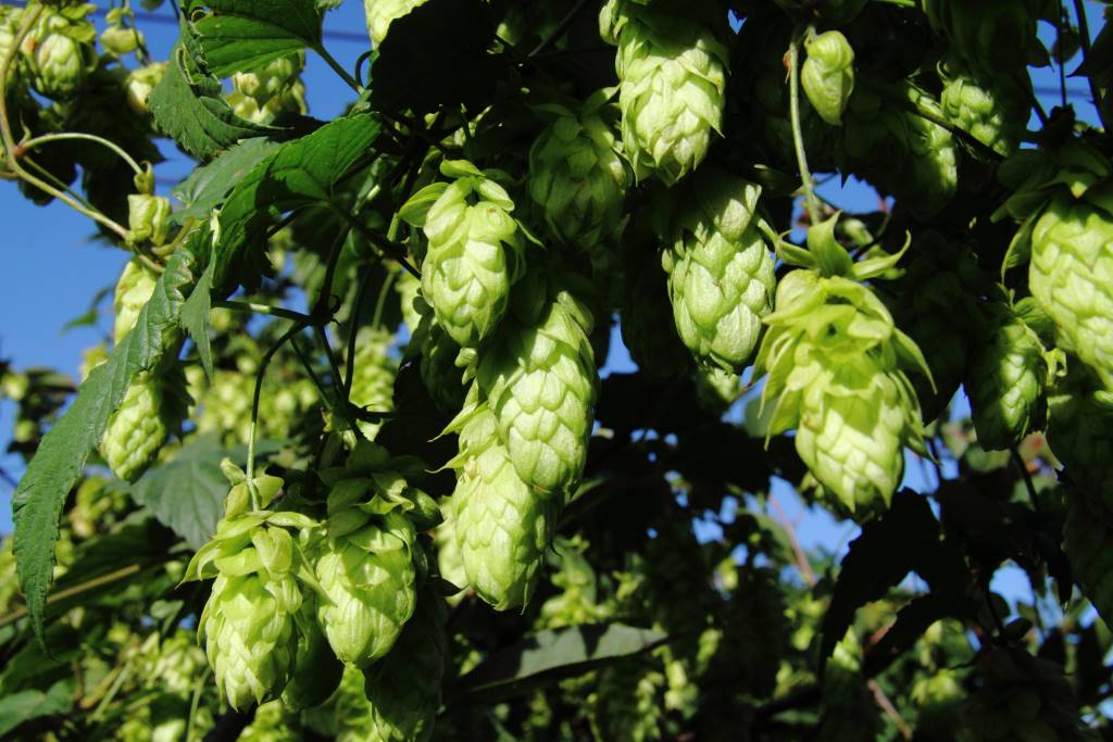 Humulus Lupulus - ORG